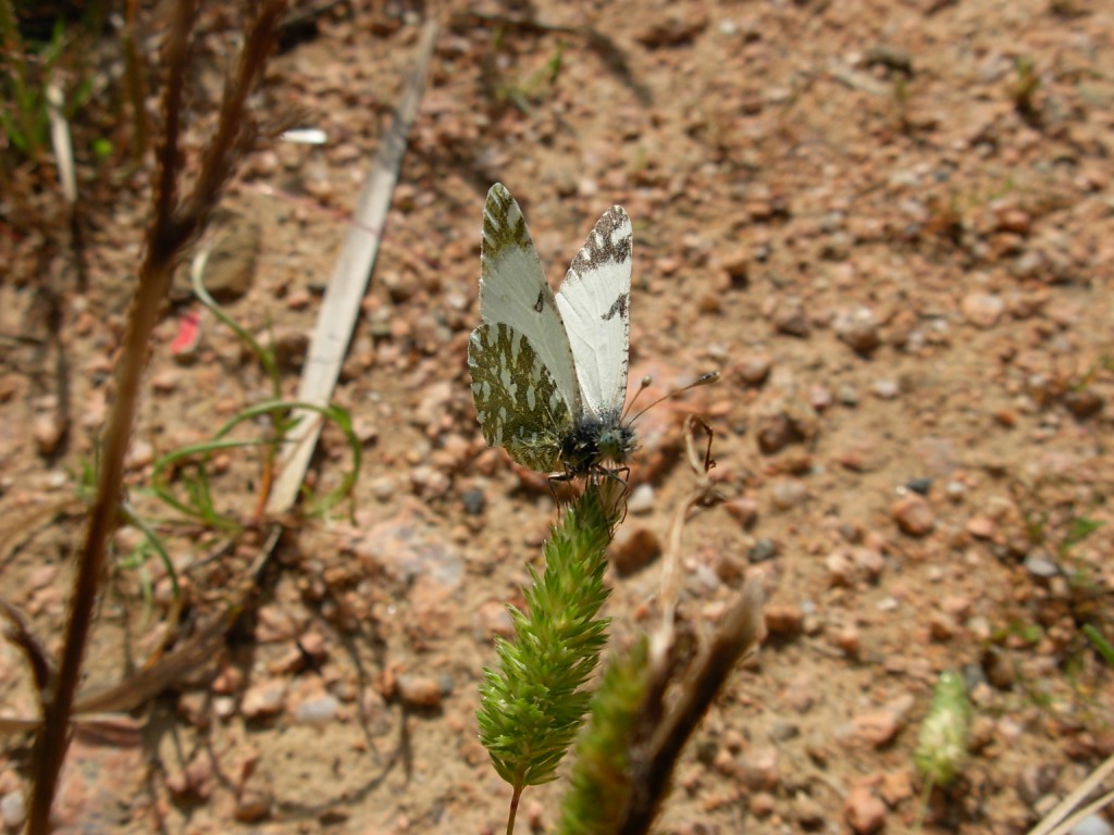 Euchloe insularis